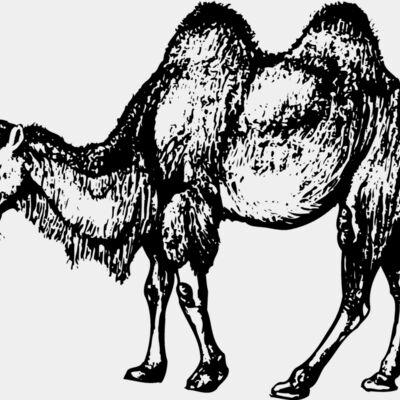 CAMEL002 Thumbnail
