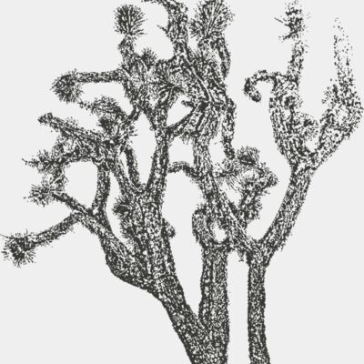 Joshua Tree 5 Thumbnail