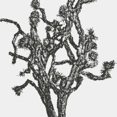 Joshua Tree 10 Thumbnail