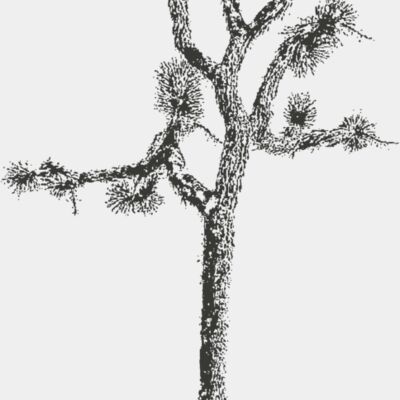 Joshua Tree 7 Thumbnail