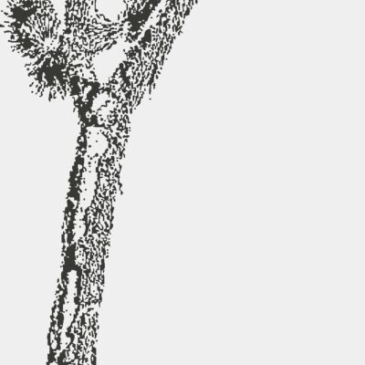 Joshua Tree 9 Thumbnail