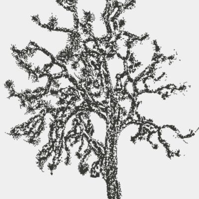 Joshua Tree 1 Thumbnail