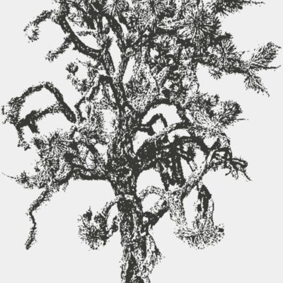 Joshua Tree 2 Thumbnail