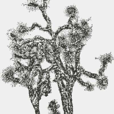 Joshua Tree 4 Thumbnail