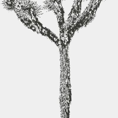 Joshua Tree 6 Thumbnail