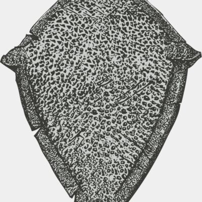 Hand Drawn Shields 33 Thumbnail