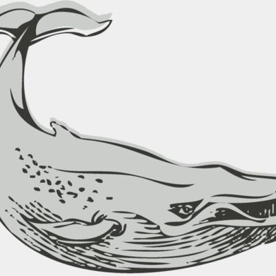 Sealife   whale Thumbnail