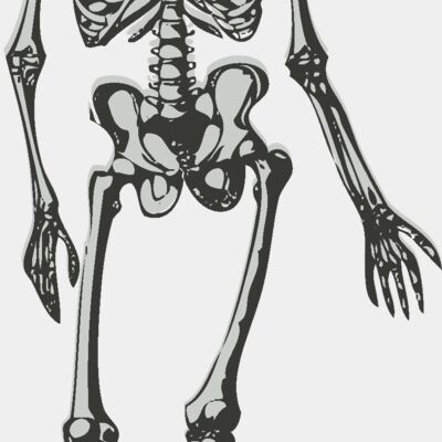 Science   medical skeleton Thumbnail