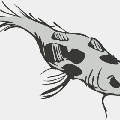Koi Fish 3 Thumbnail