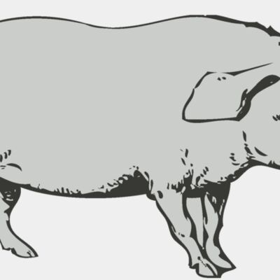 Animals   Pig Thumbnail