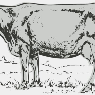Animals   Cow Thumbnail