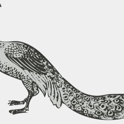 Bird   peacock 2 Thumbnail