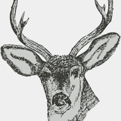 Animals   Deer Thumbnail