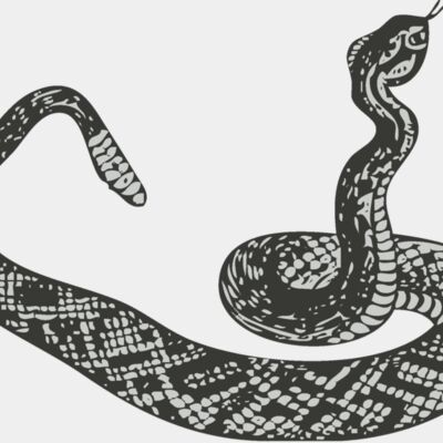 Animals   Snake Thumbnail