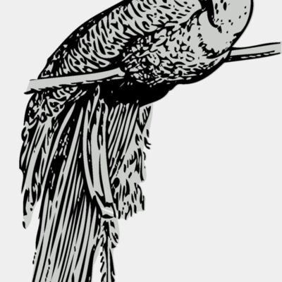 Bird   Peacock Thumbnail