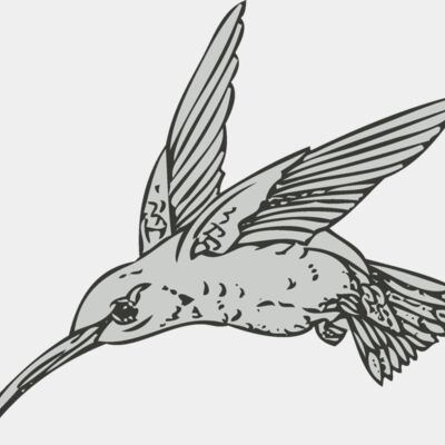 Bird   Hummingbird Thumbnail