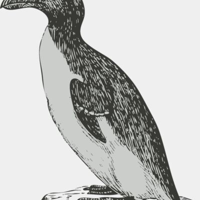 Bird   penguin Thumbnail