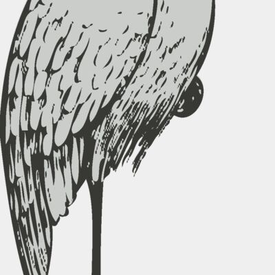 Bird   Stork 2 Thumbnail
