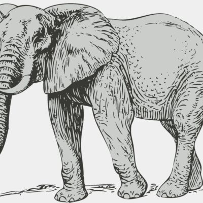 Animals   Elephant Thumbnail