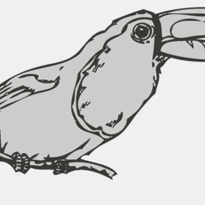 Bird   Toucan Thumbnail
