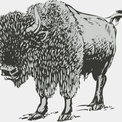 Animals   Buffalo Bison 2 Thumbnail