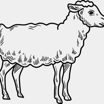 Lamb   Clipart 3 Thumbnail