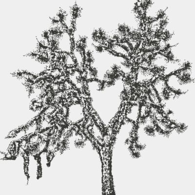 Joshua Trees Thumbnail