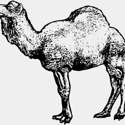 Camels Thumbnail