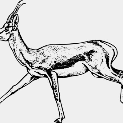 Gazelle Thumbnail