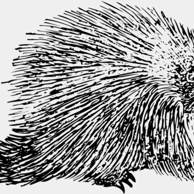 Porcupine Thumbnail