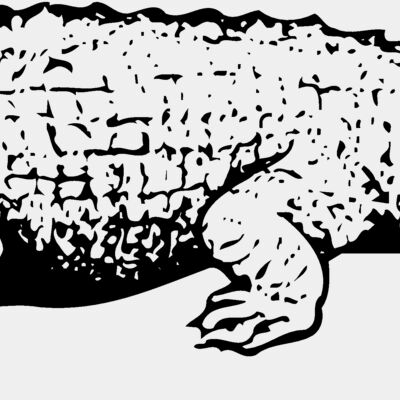 Crocodiles Thumbnail